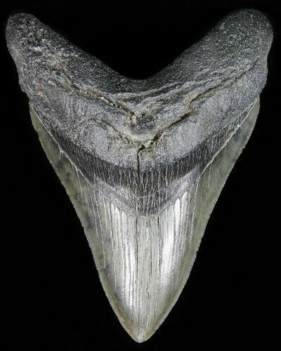 Fossil Megalodon Tooth - South Carolina #51132